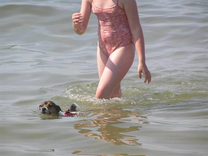 Jack russell terrier Migo<33 - Godt nanna er der til at rede mig;D Foto: Mor<3 billede 10