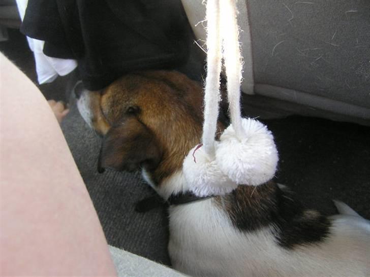 Jack russell terrier Migo<33 - køer bil..  billede 11