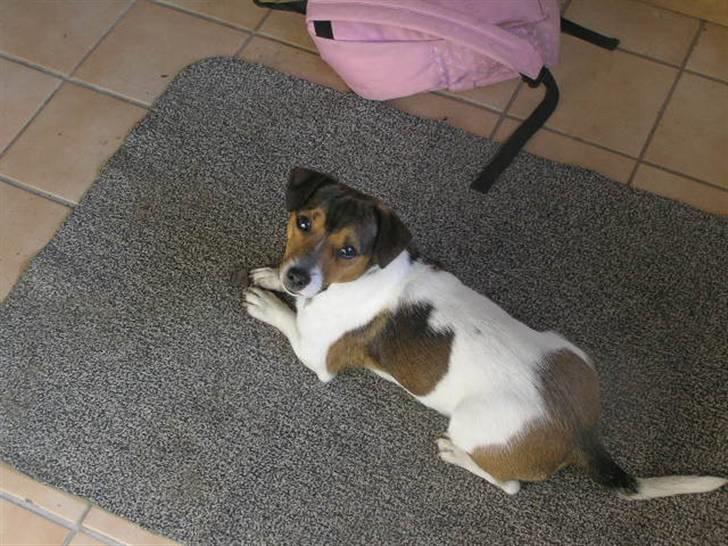 Jack russell terrier Migo<33 - Skal vi ikke snart ud??? Foto: Migh<3 billede 12