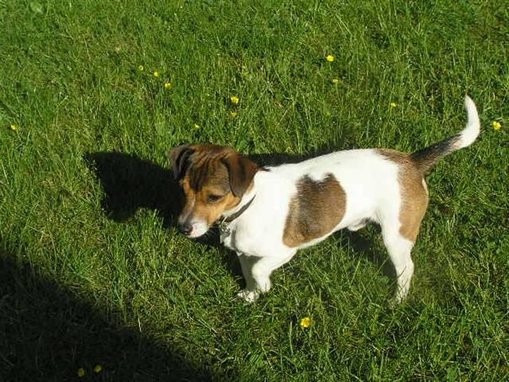 Jack russell terrier Migo<33 - Migo you are in my heart<3 billede 13