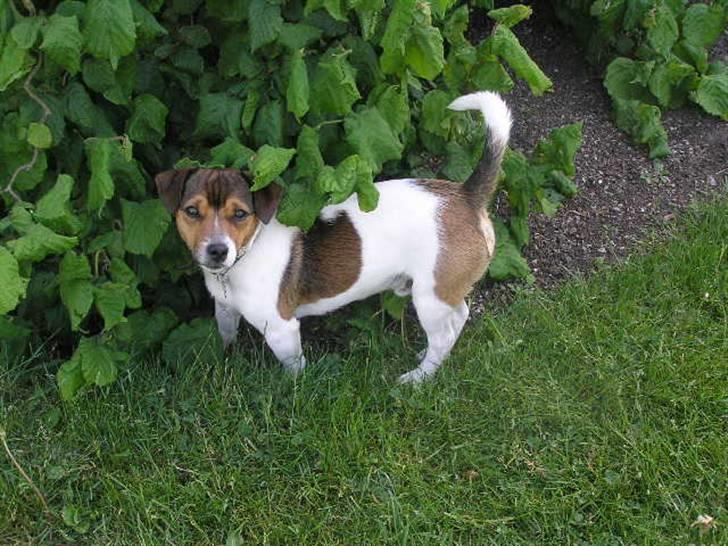 Jack russell terrier Migo<33 - You are so beuty <3 billede 14
