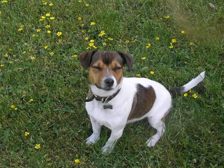 Jack russell terrier Migo<33 - Fuck jeg er hot? ;D billede 15