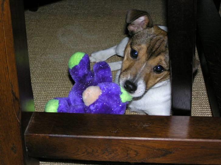 Jack russell terrier Migo<33 - Migo da vi lige havde fået ham... Mi gemmested... haha...  billede 17