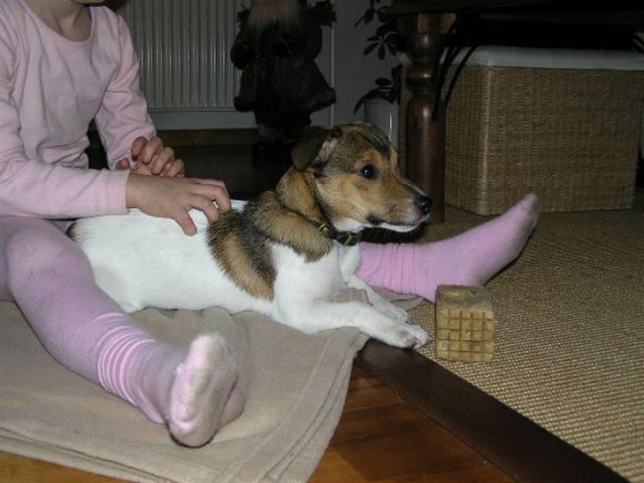 Jack russell terrier Migo<33 - Søs og migo.. da vi lige havde fået ham....  billede 18