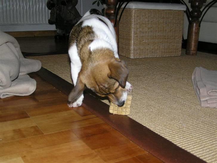 Jack russell terrier Migo<33 - Den smager godt.. da vi lige havde fået ham...  billede 19