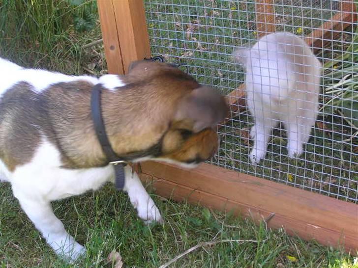 Jack russell terrier Migo<33 - Jeg kan godt lide dig lady...  billede 20