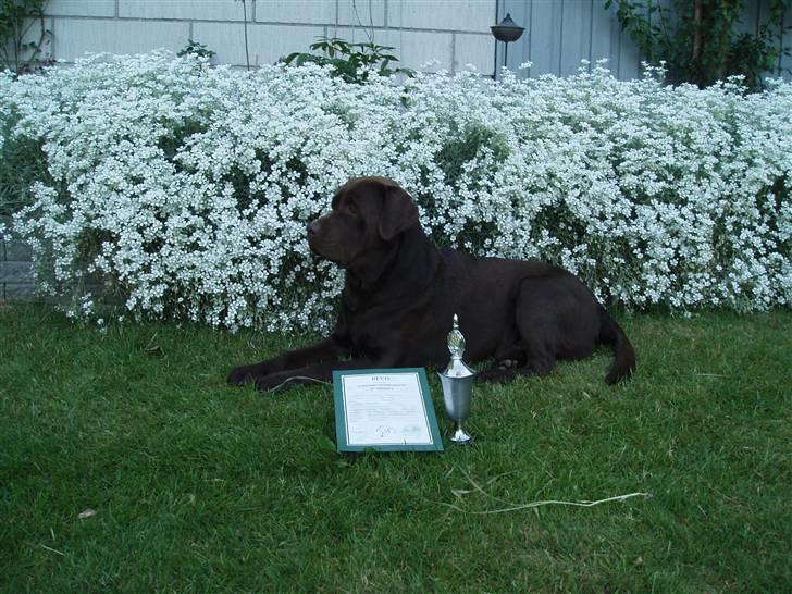 Labrador retriever Baloo - Vinder Gilleleje jagtforenings afsluttende jagt/apporteringsprøve 2008 billede 6