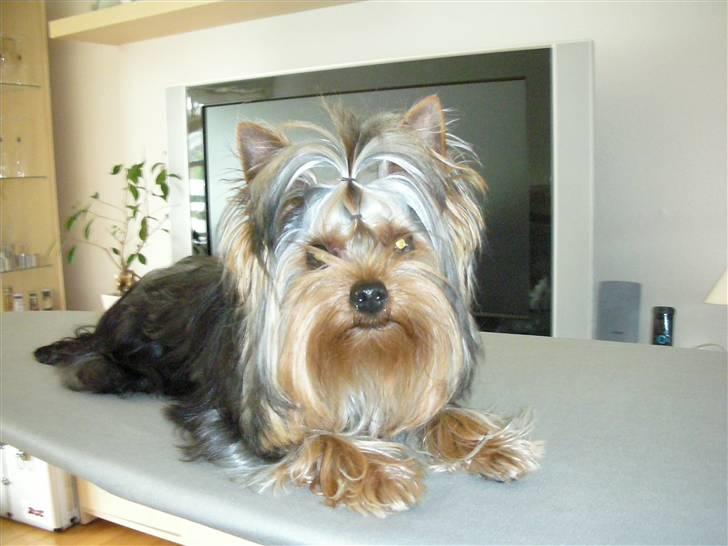 Yorkshire terrier The Boss - min mor prøver at lære mig at stå, men det går ikke så godt :o) billede 11