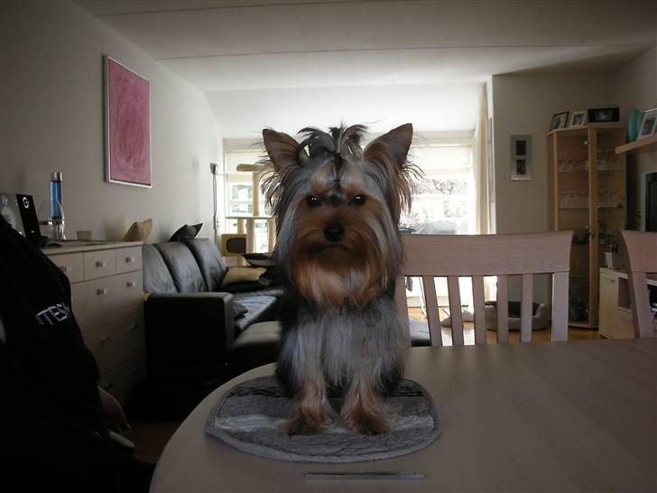 Yorkshire terrier The Boss - er jeg ikke bare dejlig, jeg er lige blevet redt og pyntet..bare vent til jeg får lov til at komme ned, så ændrer jeg det hurtigt :o) billede 12