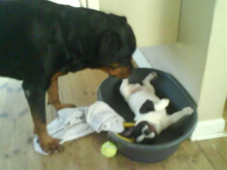 Fransk bulldog Charlie - Grumpy - Whiskey og jeg leger.... billede 12