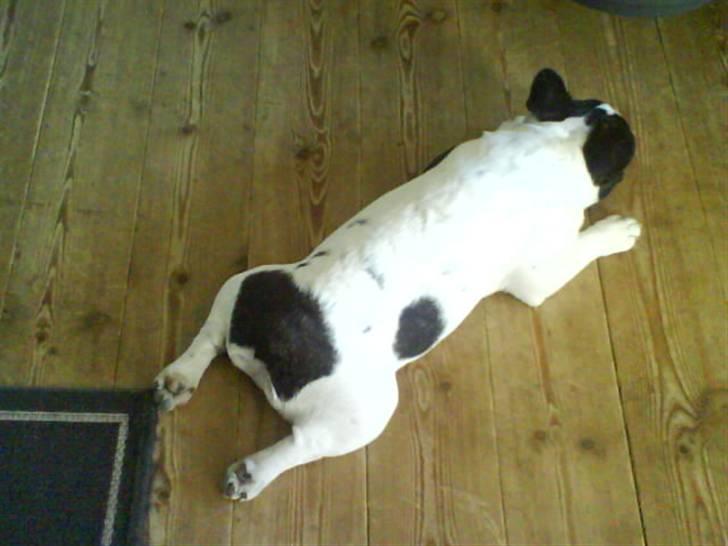 Fransk bulldog Charlie - Grumpy - Jeg leger kæmpe-frø.... billede 13