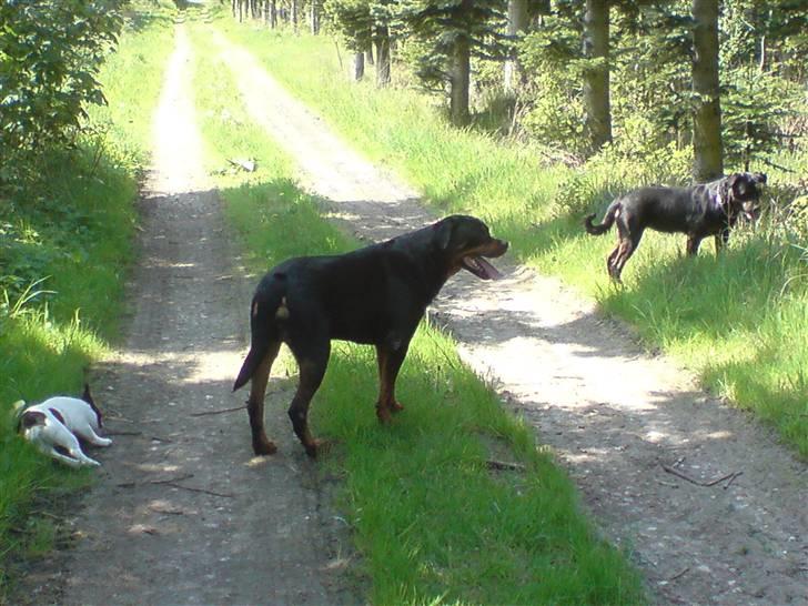 Fransk bulldog Charlie - Grumpy - Mig og mine søskende i skoven.... billede 14