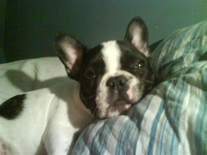 Fransk bulldog Charlie - Grumpy - Ved ikke hvor mor skal sove, for jeg har taget hendes hovedpude..... billede 15