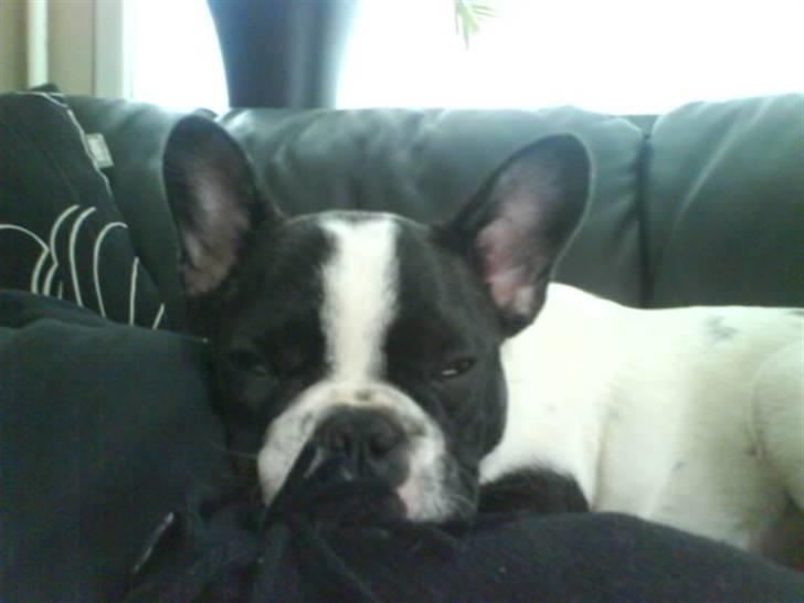 Fransk bulldog Charlie - Grumpy - Putte-mus.... billede 16