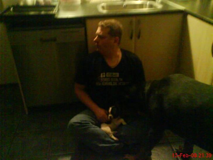 Fransk bulldog Charlie - Grumpy - Samme aften som vi hentede lille Charlie. billede 17