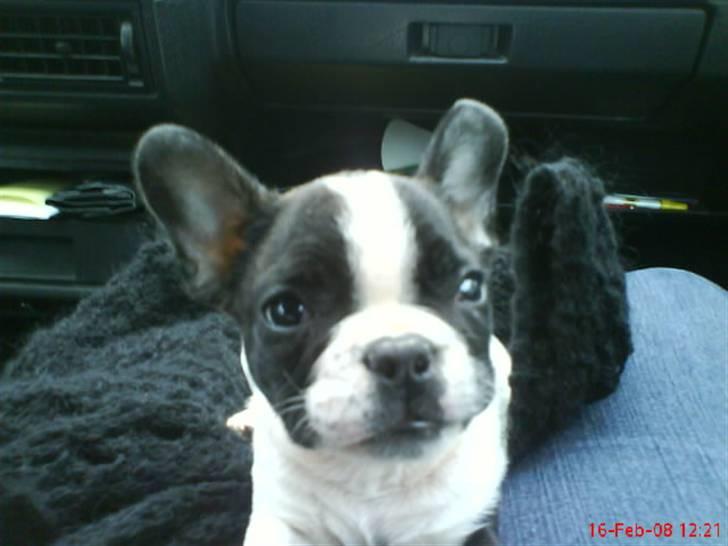 Fransk bulldog Charlie - Grumpy - Anden dag hjemme hos os... billede 18