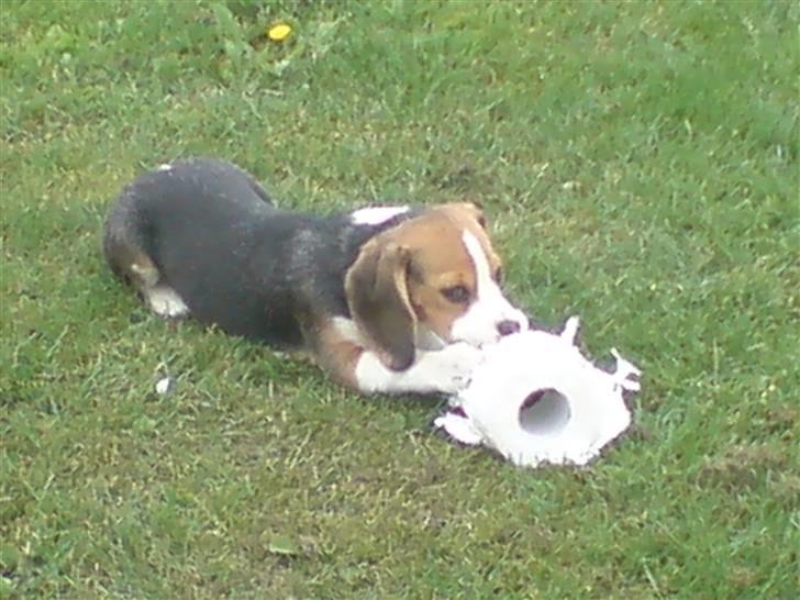 Beagle Luna (død 28/8) R.I.P ;( - Jeg stjal en wc-rulle i skabet og mor ku ikke fange mig igen. Ih hvor er jeg fræk:) billede 13