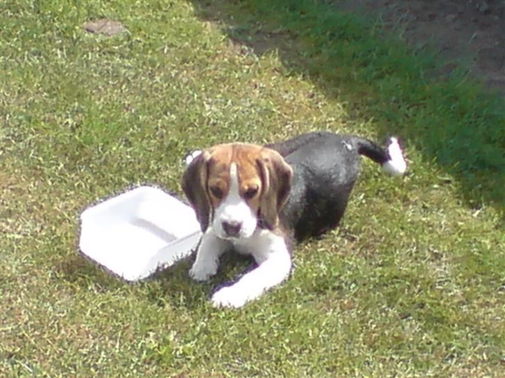 Beagle Luna (død 28/8) R.I.P ;( - Luna har lige balanceret med sin udendørs vandskål. Hun gik som en fulderik, for at vandet ikke blev tabt:) billede 15
