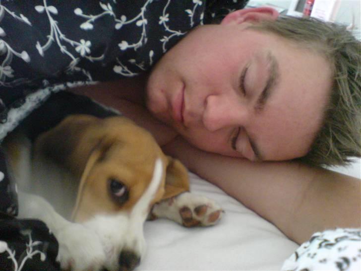 Beagle Luna (død 28/8) R.I.P ;( - Ih hvor er det hygge at putte med far.  billede 16