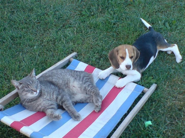 Beagle Luna (død 28/8) R.I.P ;( - Luna og Sofus leger igen billede 17