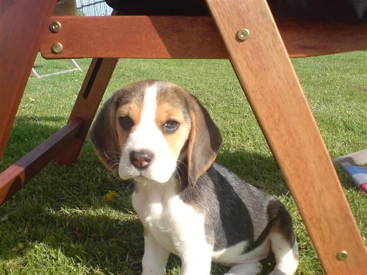 Beagle Luna (død 28/8) R.I.P ;( - Luna da hun var mindre. billede 18