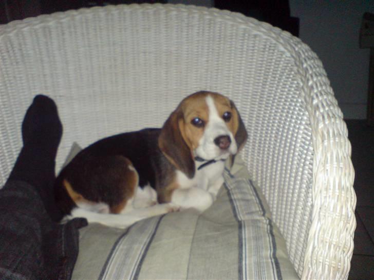 Beagle Luna (død 28/8) R.I.P ;( - Får også lov til at ligge i stolen. Det er nok fordi jeg er så fin;) billede 20