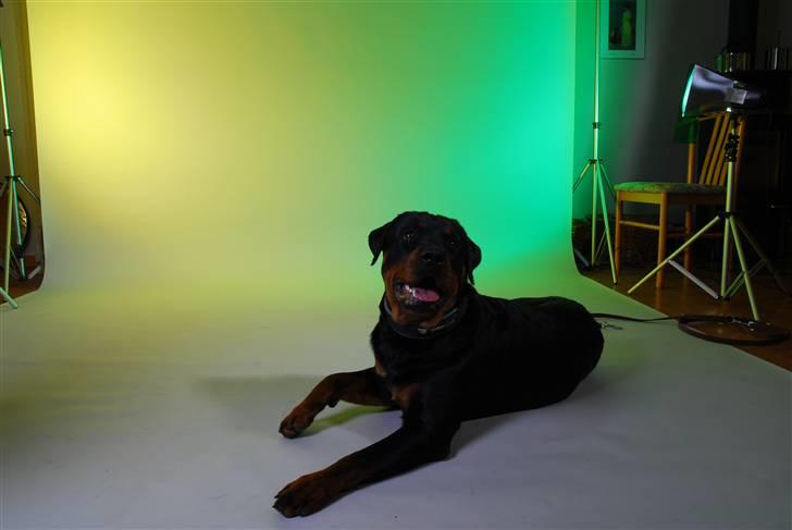 Rottweiler kiki - puha det er hårdt det her billede 1