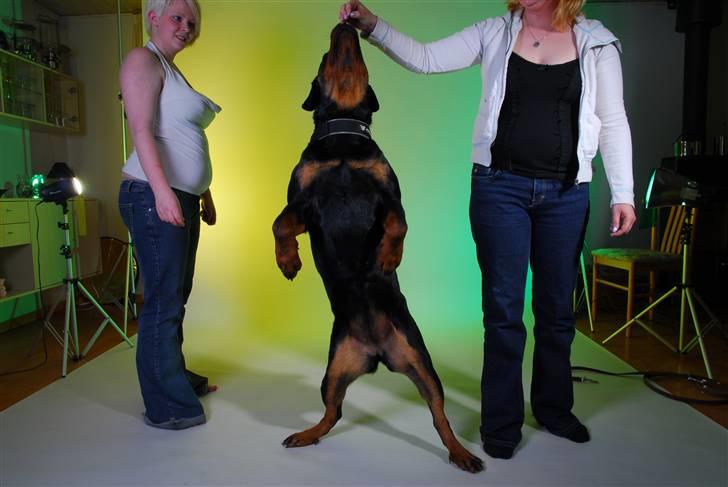 Rottweiler kiki - jaaa jeg fik den billede 2