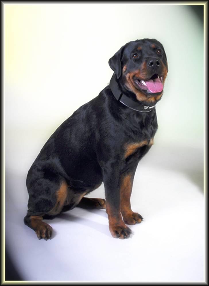Rottweiler kiki - se lige hvor smuk jeg blev billede 5