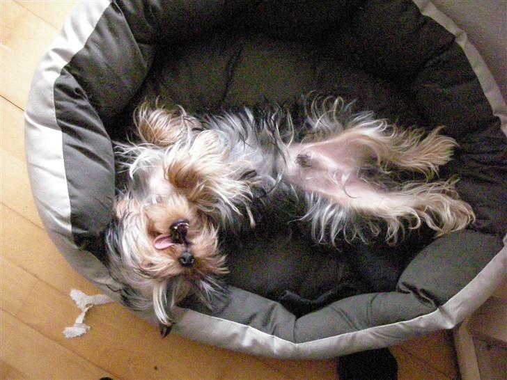 Yorkshire terrier The Boss - har lige lavet ballade, men hvis jeg lægger mig med det samme, så opdager de det måske ikke.  billede 13