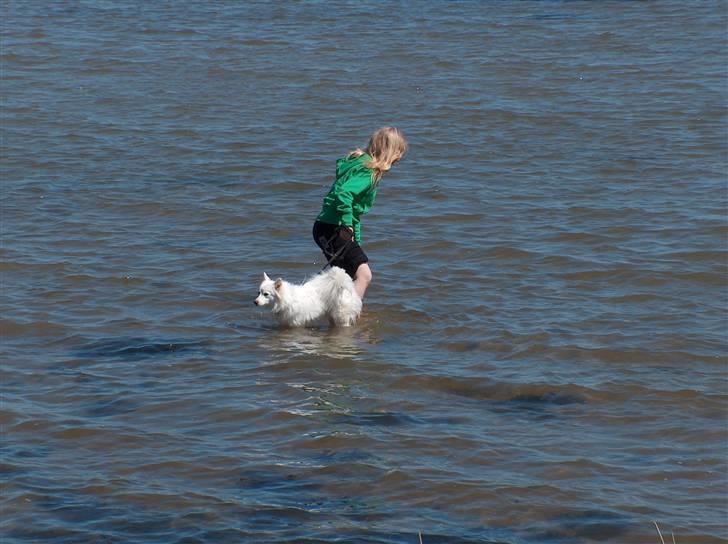 Japansk spids Grazy Daisy - R.I.P. :'( <3 - ELSKER HAVET! billede 11