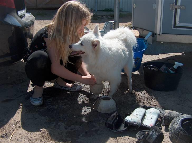 Japansk spids Grazy Daisy - R.I.P. :'( <3 - Skal lige prøve Laban´s klokker;P (aban er på hestegalleri, under newforest) billede 12