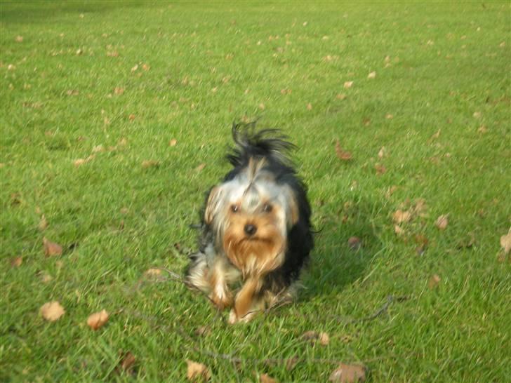Yorkshire terrier The Boss - det er så sjovt at løbe :o) billede 14