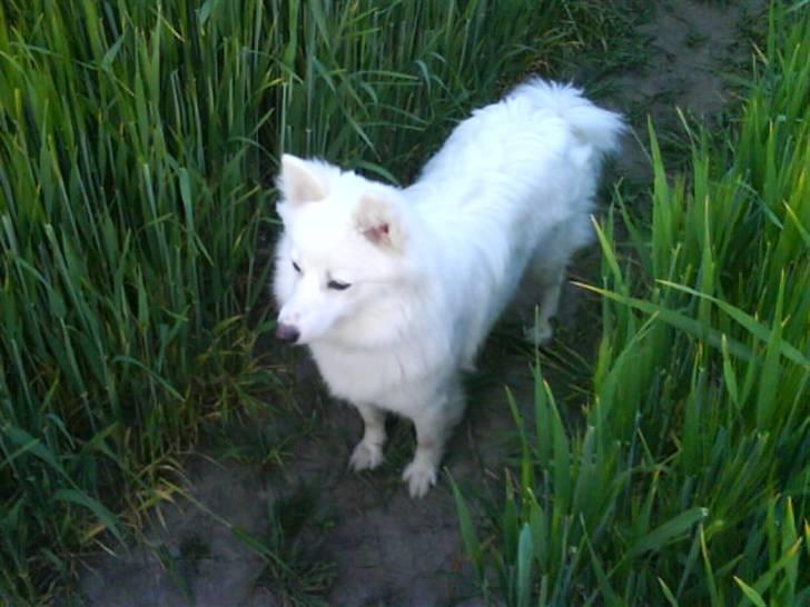 Japansk spids Grazy Daisy - R.I.P. :'( <3 - Smukke billede 13