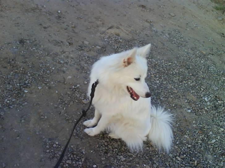 Japansk spids Grazy Daisy - R.I.P. :'( <3 - Smukt! billede 14