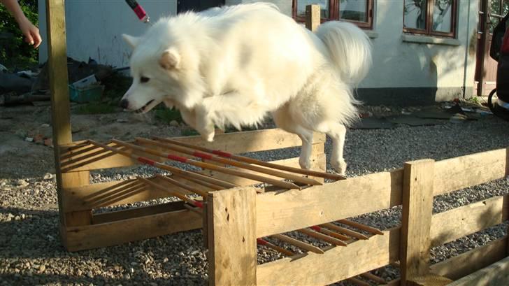 Japansk spids Grazy Daisy - R.I.P. :'( <3 - Wauw! billede 15