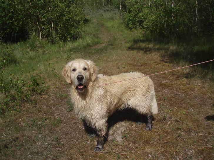 Golden retriever Shaggie - Han ligner et får her :) billede 13