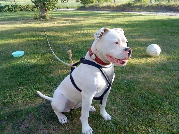 Amerikansk bulldog Sharp billede 15