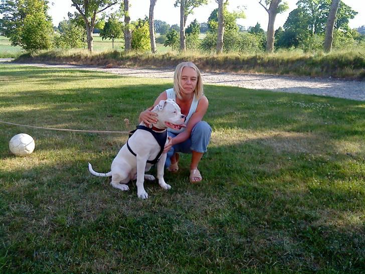 Amerikansk bulldog Sharp billede 16