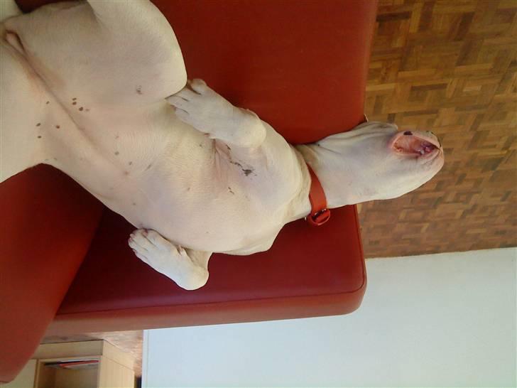 Amerikansk bulldog Sharp billede 18