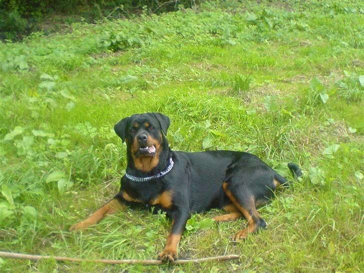 Rottweiler Chica billede 8