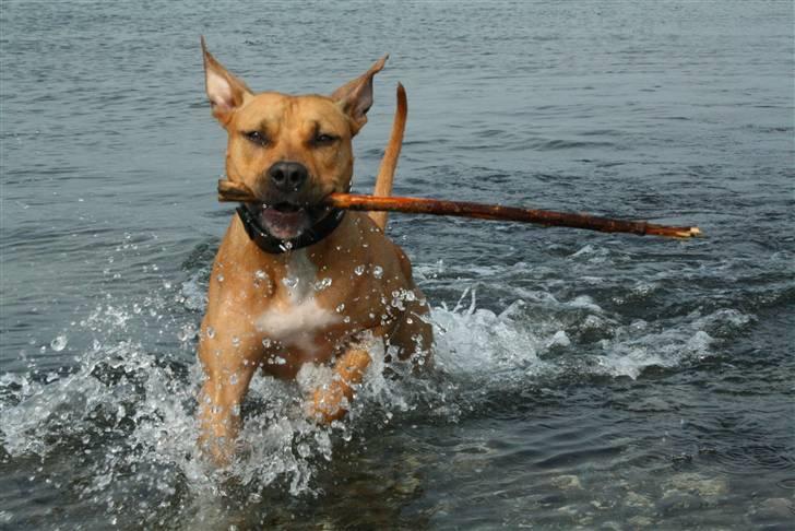 Amerikansk staffordshire terrier Chico billede 7