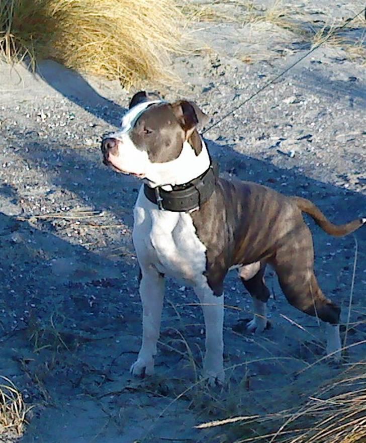 Amerikansk staffordshire terrier macho billede 10