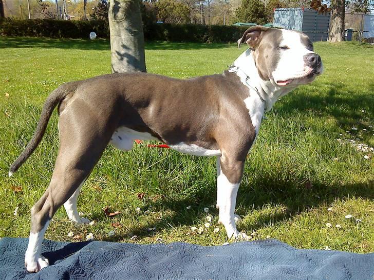 Amerikansk staffordshire terrier macho billede 12