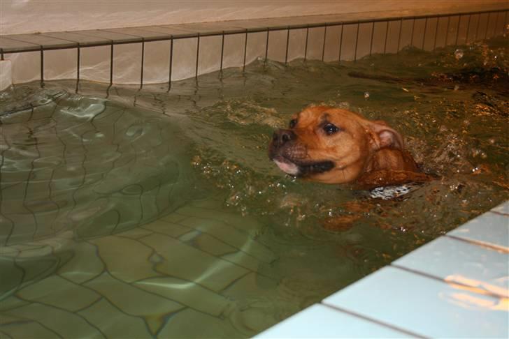 Amerikansk staffordshire terrier Chico - I svømmehal :o) billede 8