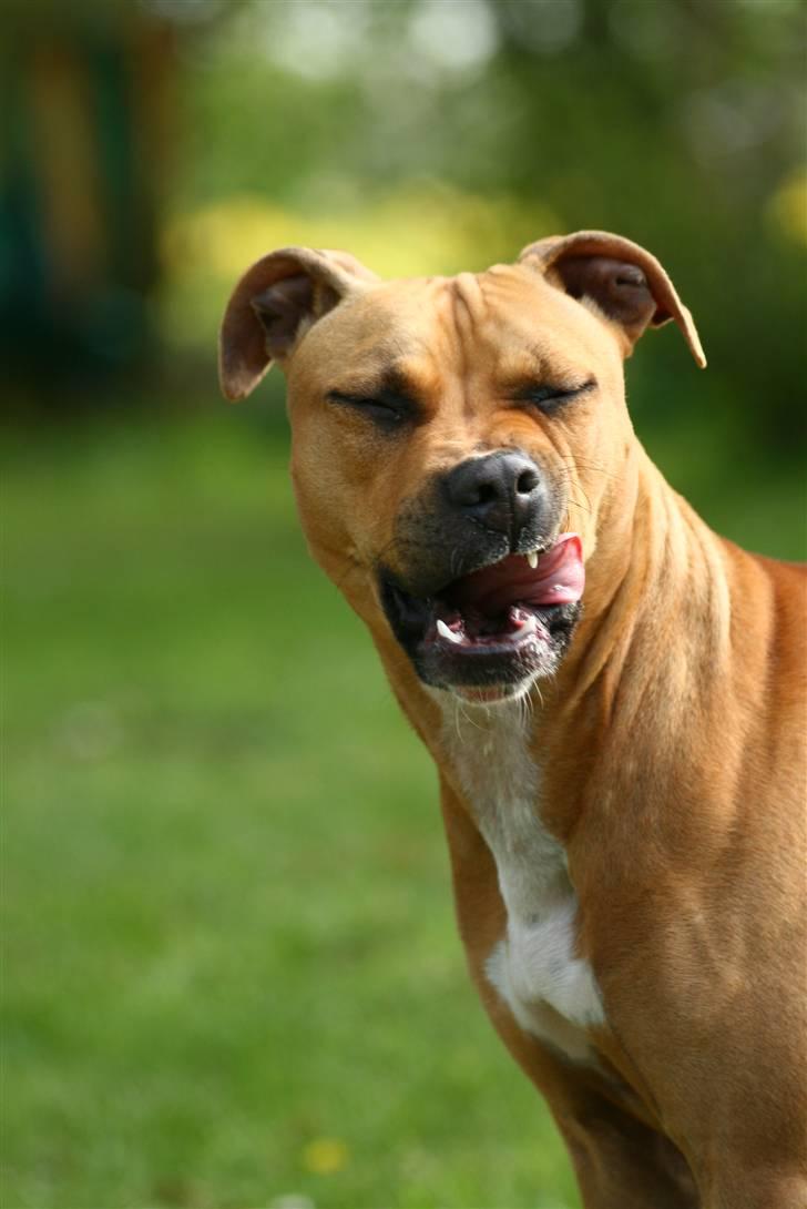 Amerikansk staffordshire terrier Chico - Hun er sååå fotogen ;o) billede 9