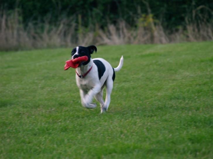 Dansk svensk gaardhund Ronja Røverdatter billede 7