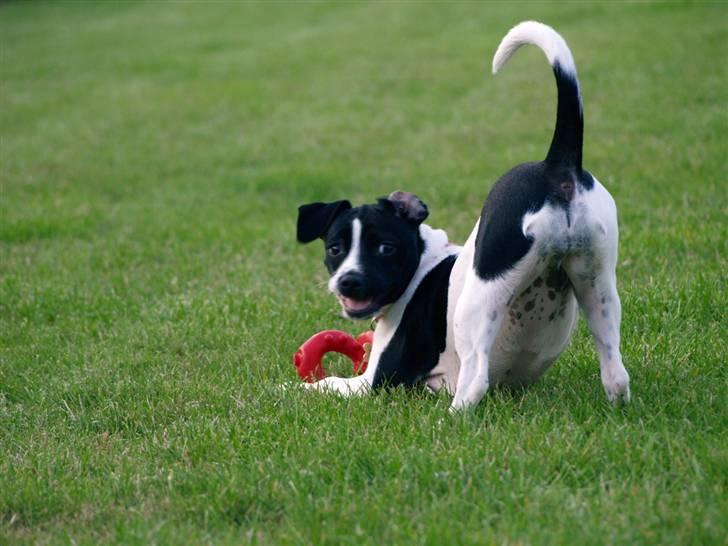 Dansk svensk gaardhund Ronja Røverdatter billede 8