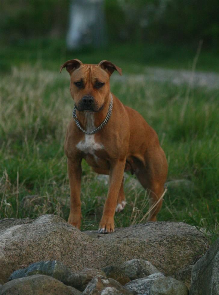 Amerikansk staffordshire terrier Chico - SMUKSAK! :o) billede 10