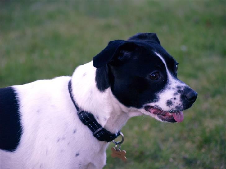 Dansk svensk gaardhund Ronja Røverdatter billede 9